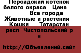 Персидский котенок белого окраса › Цена ­ 35 000 - Все города Животные и растения » Кошки   . Татарстан респ.,Чистопольский р-н
